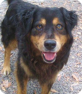 Nokomis Fl Australian Shepherd Meet Buster Brown A Pet For Adoption