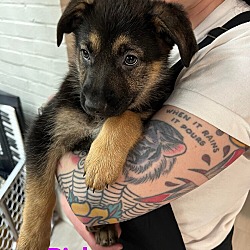 Photo of GSD Puppies  - Pink