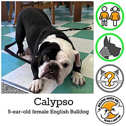 Thumbnail photo of Calypso - pending #1