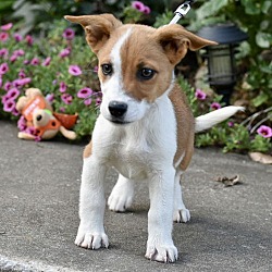 Photo of SOS-CORGI MIX PUPS FOSTER HOMES NEEDED