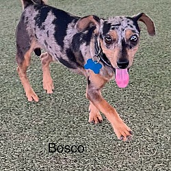 Thumbnail photo of Bosco #2