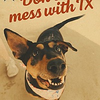 adopt a pet