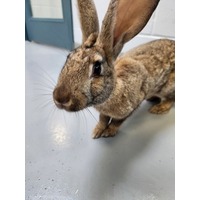adopt-pet
