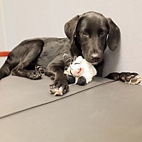 adopt a pet