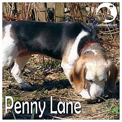 Thumbnail photo of Penny Lane #1
