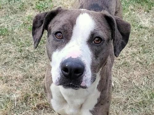 da2plp vaccine for dogs