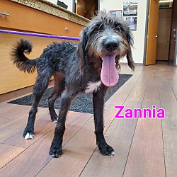 Thumbnail photo of Zannia #2