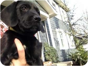 Roanoke Va Labrador Retriever Meet Homer Pup A Pet For Adoption