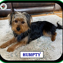 Photo of Humpty