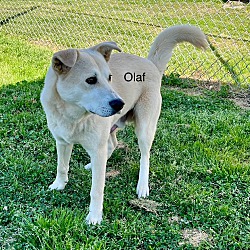 Thumbnail photo of Olaf #3