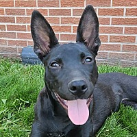 adopt a pet