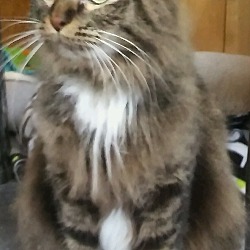 Thumbnail photo of Addie (Norwegian Forest Cat) #1