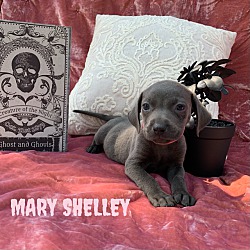 Photo of MARY SHELLEY