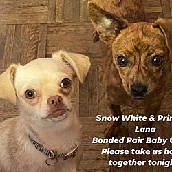 Thumbnail photo of SNOW WHITE & PRINCESS LANA GIR #1