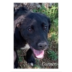 Photo of Gunner