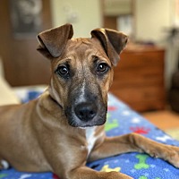 adopt a pet