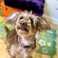 adopt a pet