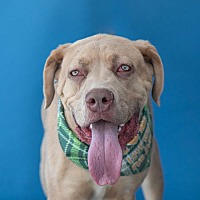 adopt a pet