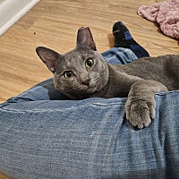 adopt a pet