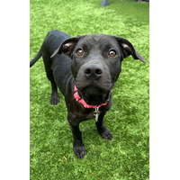 adopt-pet
