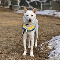 adopt-pet