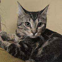 adopt-pet