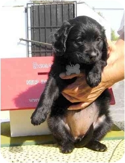 cocker spaniel rottweiler