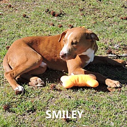Thumbnail photo of Smiley #2