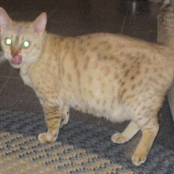Thumbnail photo of Smootchie (spotted snow Bengal #2