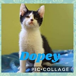 Thumbnail photo of Dopey #3