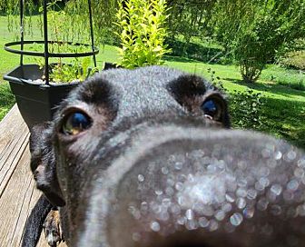 Adopt A Pet Petsmart Charities