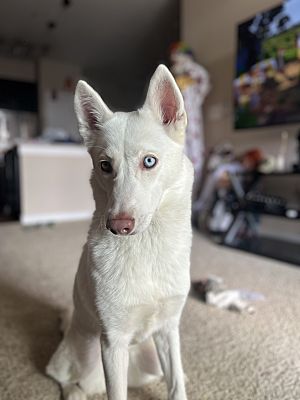 Concord, NC - Husky. Meet Nova a Pet for Adoption - AdoptaPet.com