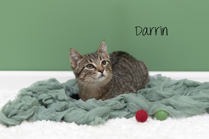 Photo of Darrin