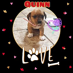 Thumbnail photo of Quinn #3
