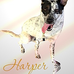 Thumbnail photo of Harper #2