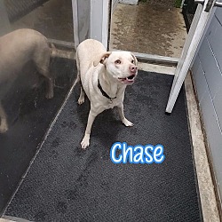 Thumbnail photo of Chase #3