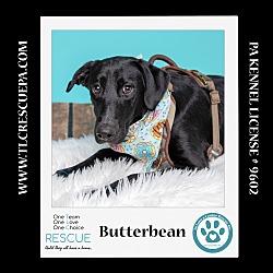 Thumbnail photo of Butterbean (Cartoon Cuties) 072024 #3