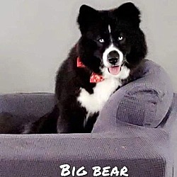 Thumbnail photo of Bear #3