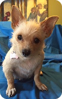 norwich terrier chihuahua mix