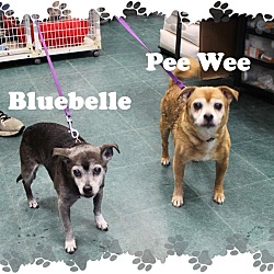 Thumbnail photo of Pee Wee & Bluebelle #1