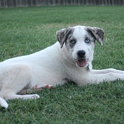 Thumbnail photo of Charlotte  *Approved Adoption #2