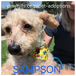 Thumbnail photo of Sampson #1