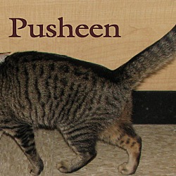 Thumbnail photo of Pusheen #2