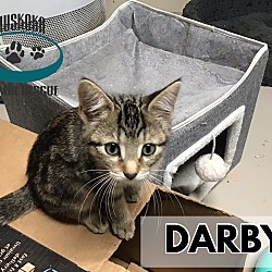 Photo of Darby - Sweet Busy Body