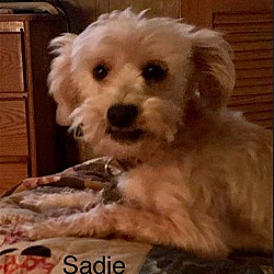 Photo of Sadie in LA