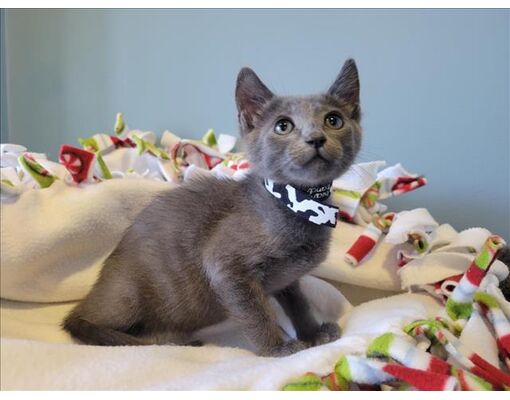 Santa Clara, CA - Domestic Shorthair. Meet PEPPER a Pet for Adoption ...