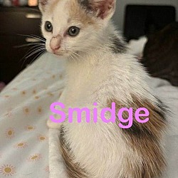 Photo of SMIDGE Kitten (F)