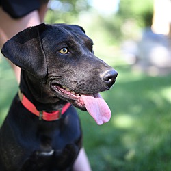 Thumbnail photo of Charlie - Catahoula girl! #3