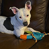 adopt a pet