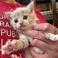 adopt a pet